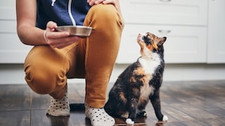 Person Holds Cat's Bowl While Feeding