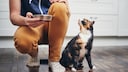 Person Holds Cat's Bowl While Feeding