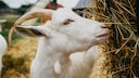 Goat Milk Skin