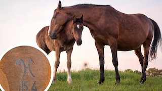 Mare with Foal and Brand Mark