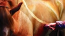 Horse Gets Clipped