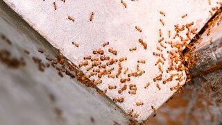 Pharaoh ants (Monomorium pharaonis)