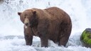 Chunk, the world's fattest bear, was named the winner of Fat Bear Week 2025.