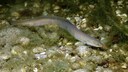 An eel swims through a river