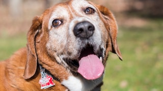 Close-up of a senior dog