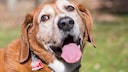 Close-up of a senior dog