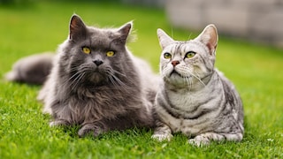 Apollo and Cosmo in the Meadow