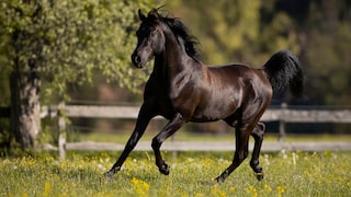 Arabian horse galloping in the meadow