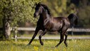 Arabian horse galloping in the meadow