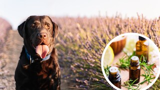 Aromatherapy for Dogs and Cats