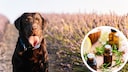 Aromatherapy for Dogs and Cats