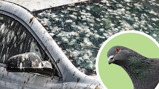 Bird droppings on a car, accompanied by a pigeon