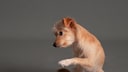Dog Raising Its Paw Against a Gray Background