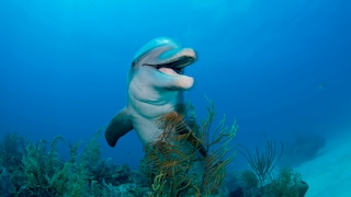 Dolphin in the Sea Over Aquatic Plants