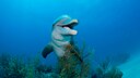 Dolphin in the Sea Over Aquatic Plants