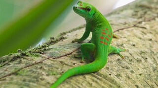 Madagascar day gecko on a branch