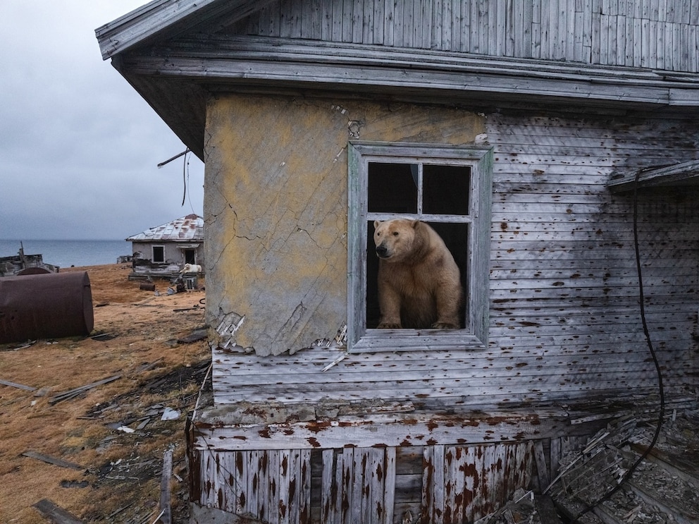 Polar Bears Take Over Former Soviet Research Station