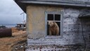 Bear Spotted at Soviet Research Station