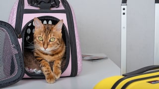 Cat in Carrier Next to Suitcase