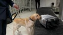 Drug-Sniffing Dog at the Airport