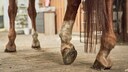 Horse Lifts Hind Leg