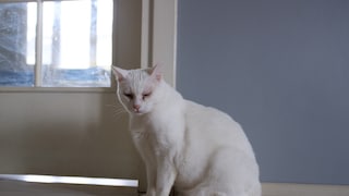 old white cat sits on the floor
