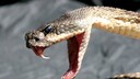 Fangs of a Rattlesnake
