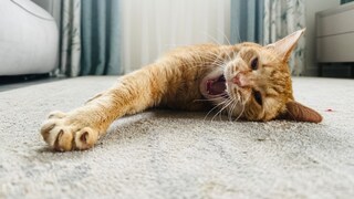 Orange Cat Stretches