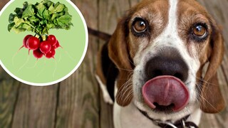 Dog Licks, Radishes Added to the Picture