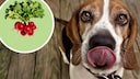 Dog Licks, Radishes Added to the Picture