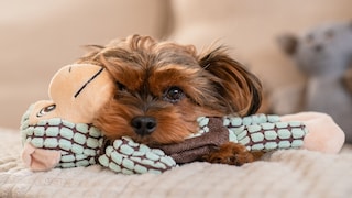 Small Dog with Stuffed Toy in Mouth