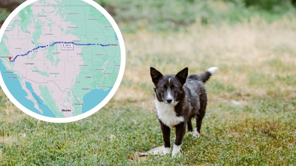 Missing Dog in U.S. Found 3,000 Kilometers Away