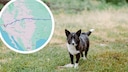 Corgi mix on a meadow; screenshot from Google Maps (circle)