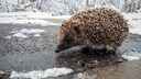 Hedgehog on the Snow-Covered Road