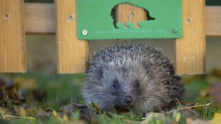 A hedgehog runs through a hedgehog gate