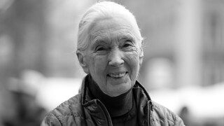 Jane Goodall at a Press Event