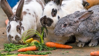 Grupp's rabbit nibbles on carrot greens.