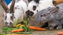 Grupp's rabbit nibbles on carrot greens.