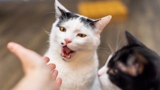 A cat is vigorously licking itself after being petted by a person.