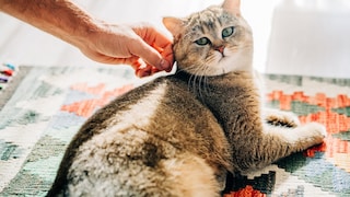 Man Pets Cat
