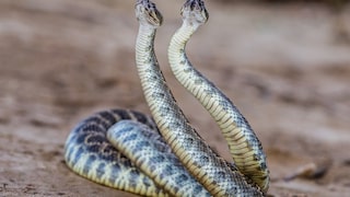 Two Rattlesnakes Mating