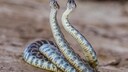 Two Rattlesnakes Mating