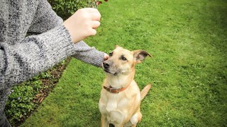 Traditional Dog Training