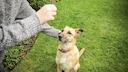 Traditional Dog Training