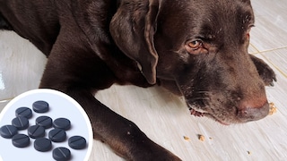 Collage of a dog with food remnants around its mouth on laminate flooring and charcoal tablets (circle)