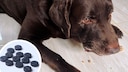 Collage of a dog with food remnants around its mouth on laminate flooring and charcoal tablets (circle)