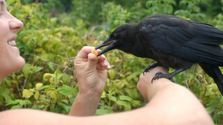 Woman Feeds Crow