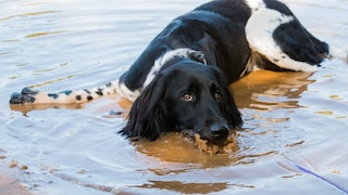 Large Münsterländer Lies in Puddle