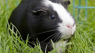 Guinea Pigs in Outdoor Enclosures