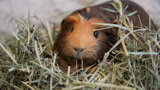 Guinea pig eats hay